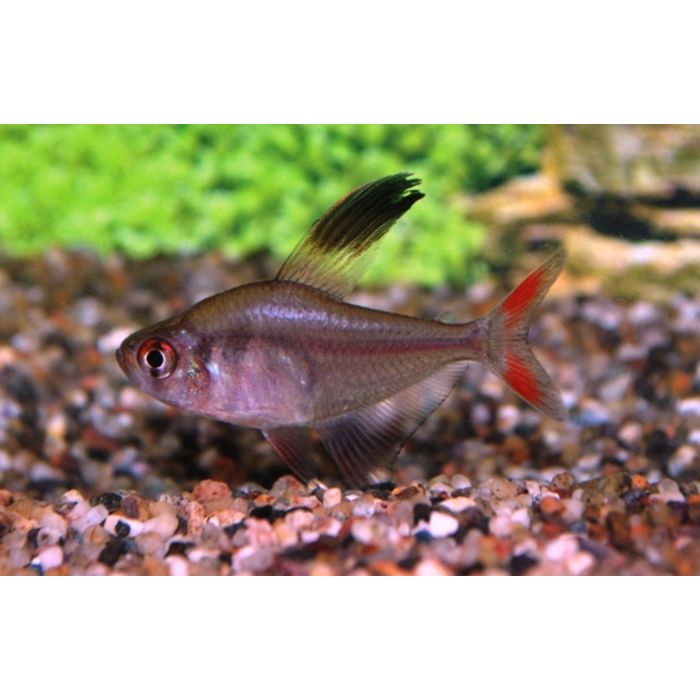 Hyphessobrycon Jackrobertsi Sicheltetra Peru