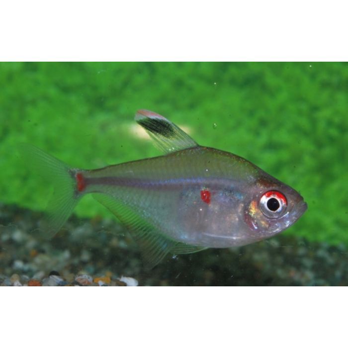 Hyphessobrycon Socolofi / Bloedvlektetra Brazilie