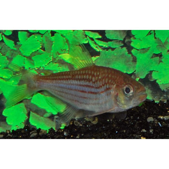 Moenkhausia Agnesae / Zalm Agnesae