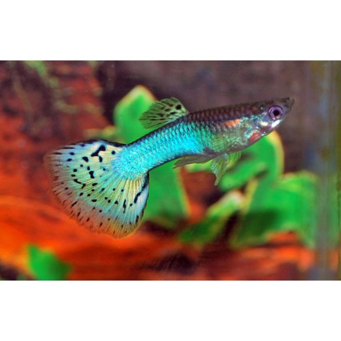 Poecilia Reticulata Blue Grass Gup Man