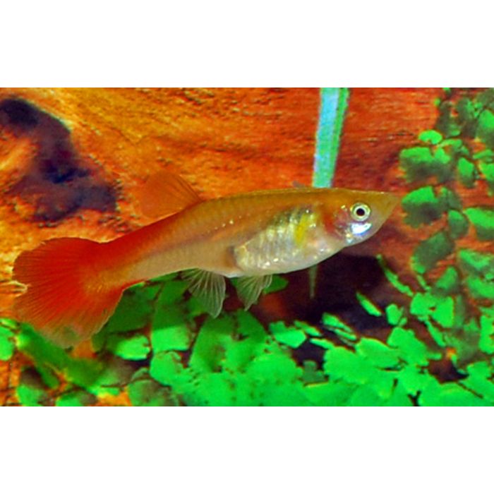 Poecilia reticulata Gup Vrouw Flamingo Rood