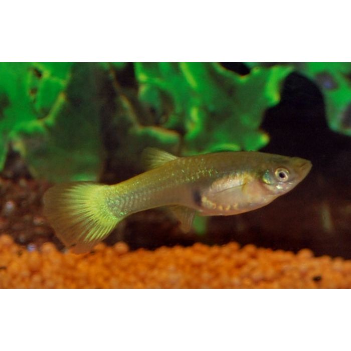 Poecilia reticulata Gup Neon Yellow Female M