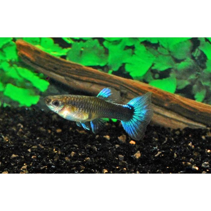 Poecilia reticulata Gup vrouw neon blauw