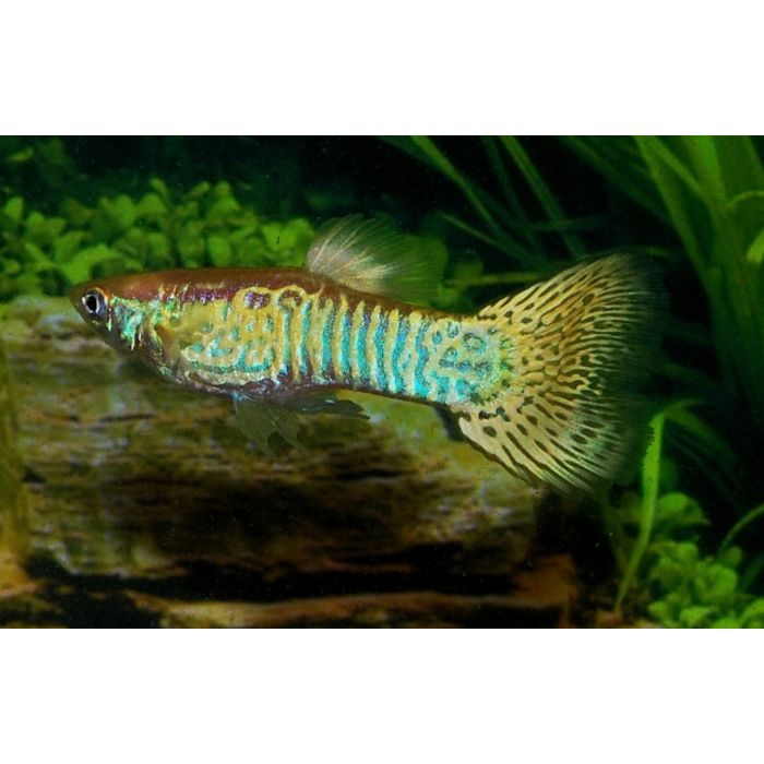 Poecilia reticulata Gup Man Snakeskin Geel
