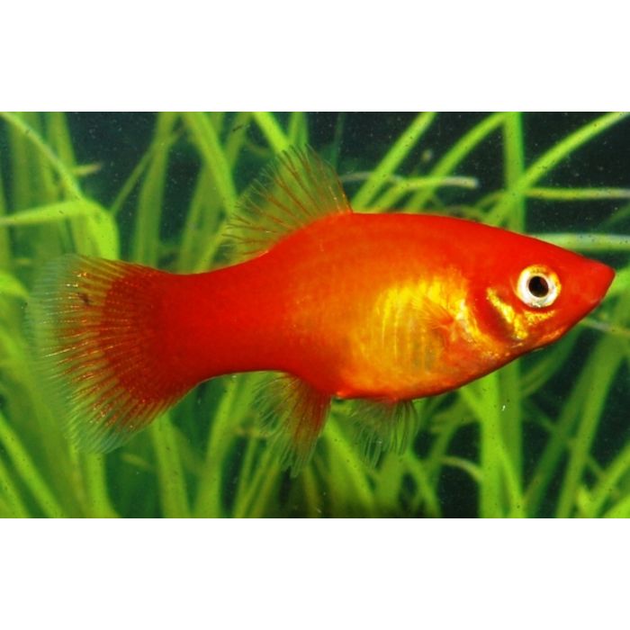 Xiphophorus Maculatus Platy Marigold