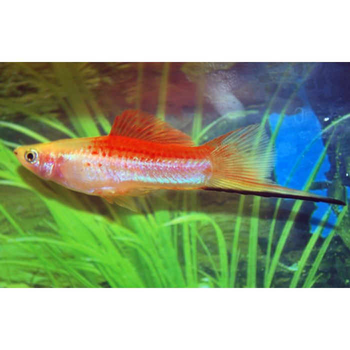 Xiphophorus Helleri  Pineapple / Zwaarddrager Ananas