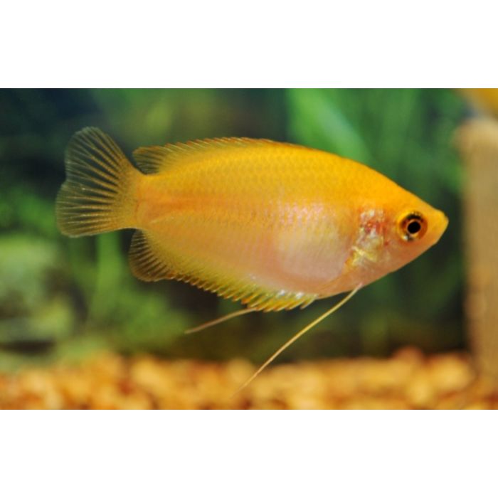 Colisa Chuna Gold Honinggoerami Goud