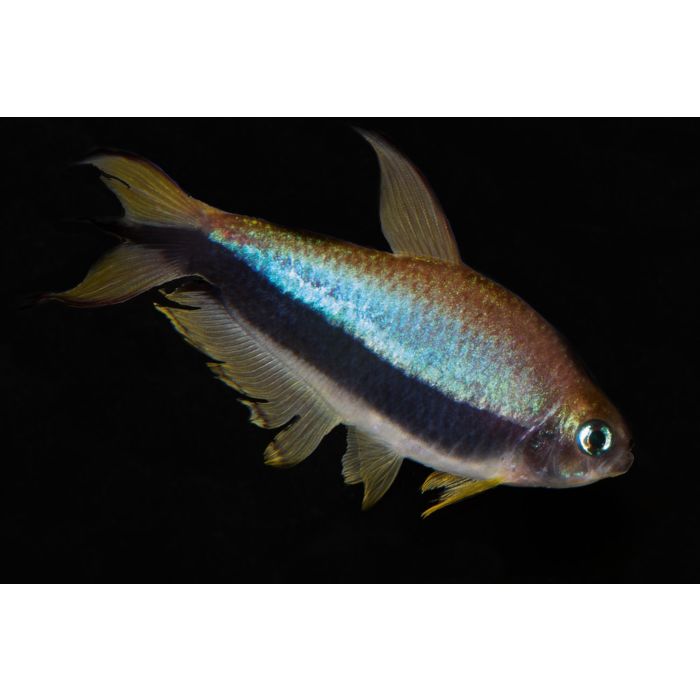 Nematobrycon Palmeri / Keizertetra Blauw