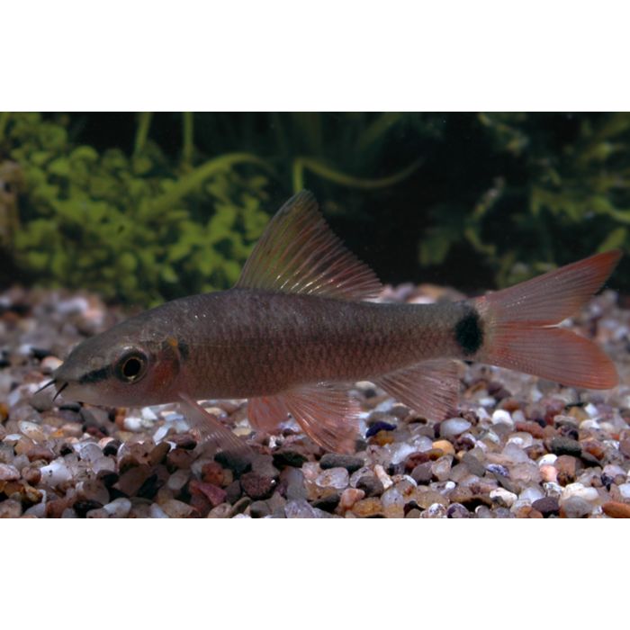 Epalzeorhynchos Frenatus  /  Regenbooglabeo