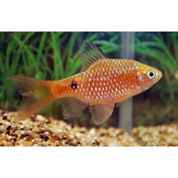 Pethia Conchonius Long Fin / Prachtbarbeel Sluier