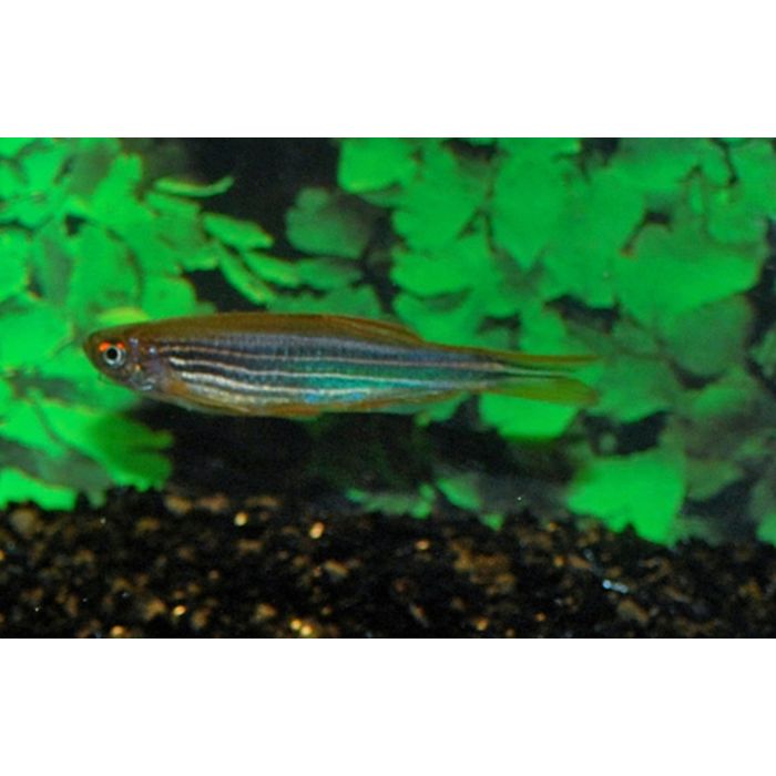 Danio Kyathit Fire Ring