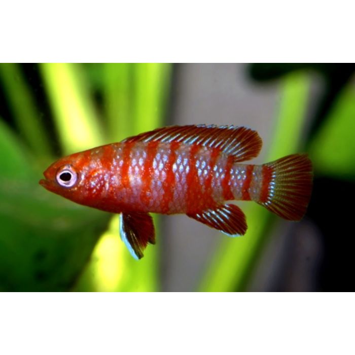 Dario Dario / Bengalisches Feuer