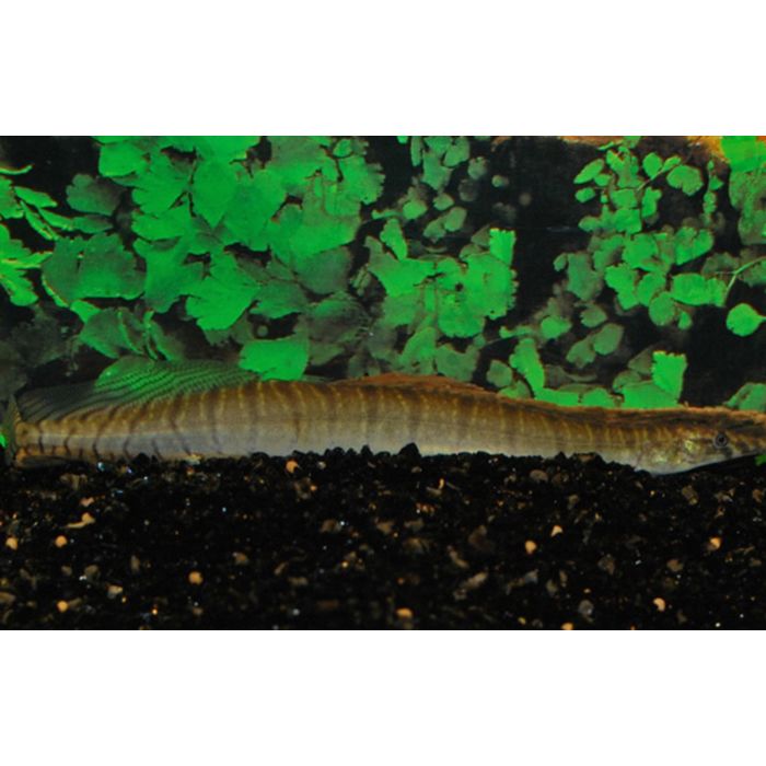 Macrognathus Zebrinus Zebra Stekelaal