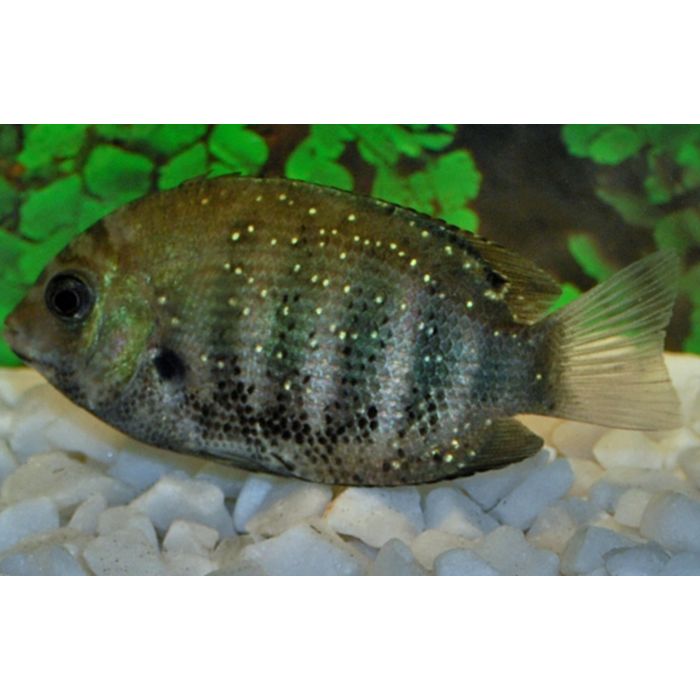 Etroplus Suratensis / / Groene Chroom Cichlide