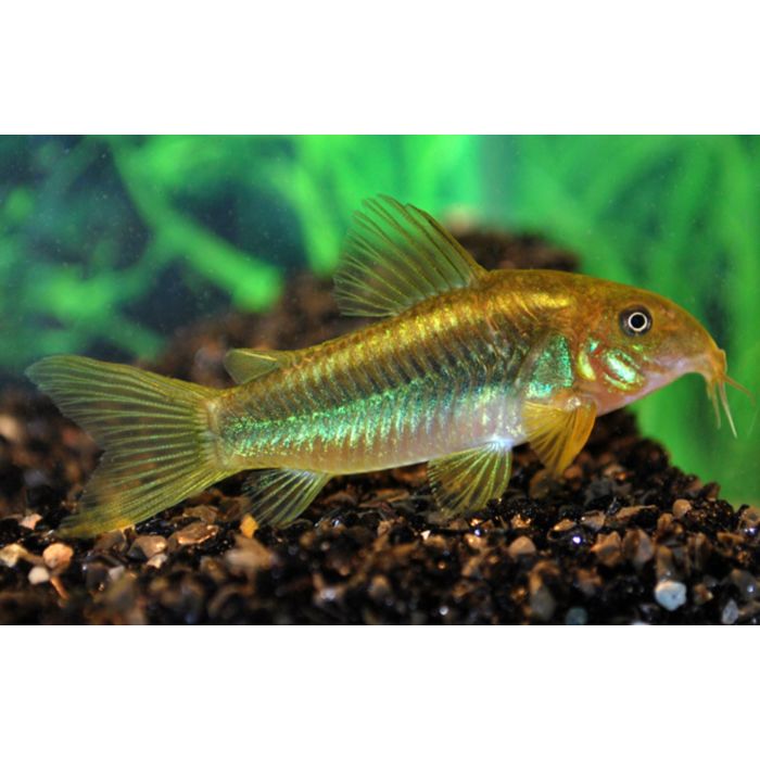 Corydoras Aeneus Peru Green Stripe / Pantsermeerval Peru Green Stripe