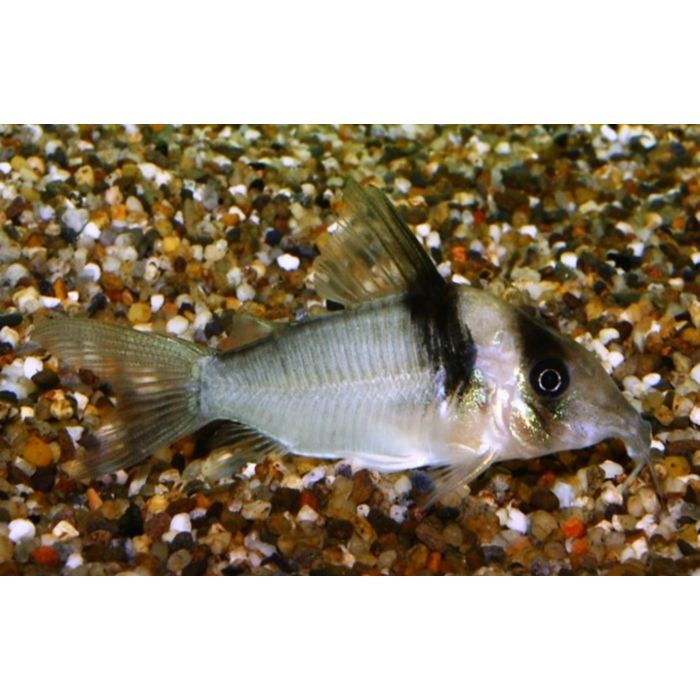 Corydoras Virginiae Pantsermeerval Miguelito