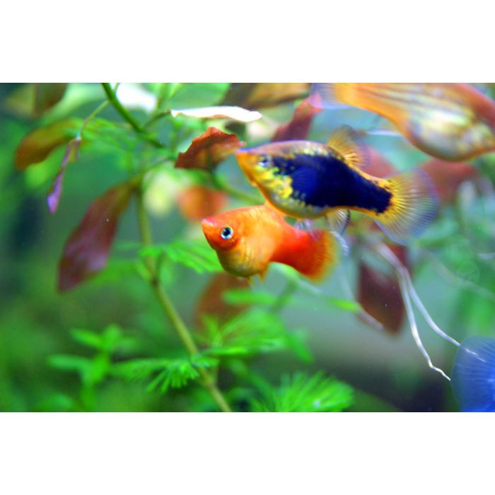Xiphophorus Maculatus Platy Tuxedo Gold