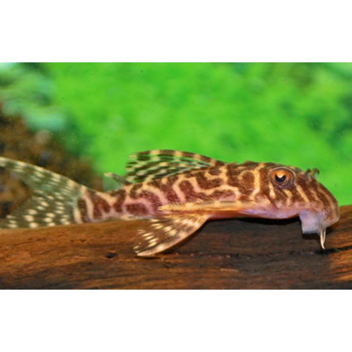 Hypancistrus SP L410