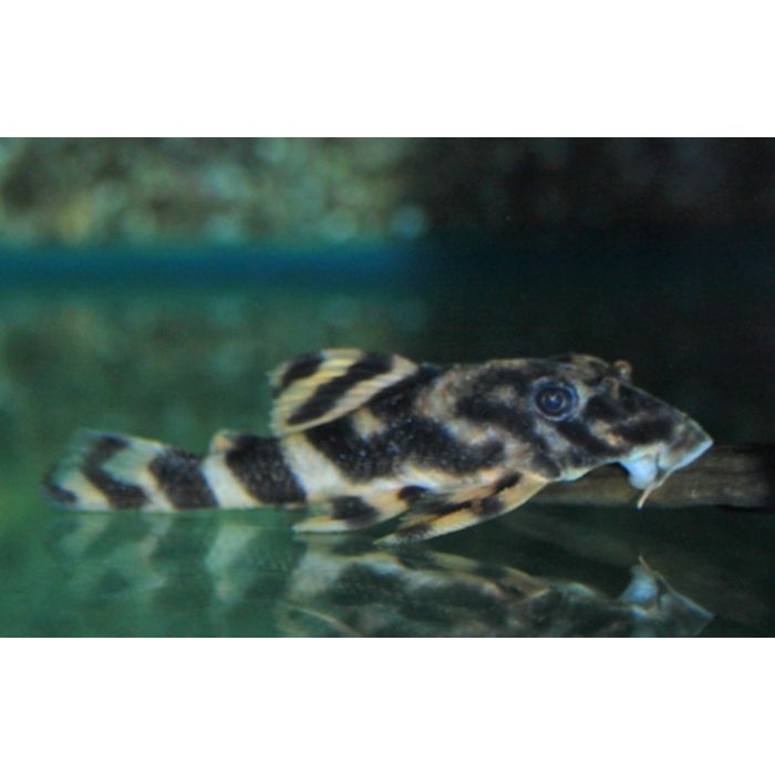 Peckoltia Lineola L202