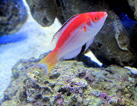 Cirrhilabrus marjorie