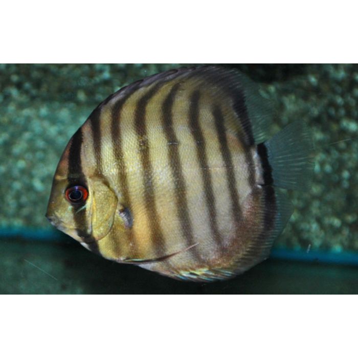 Discus Peru Rio Nanay Symphysodon Aequifasciatus