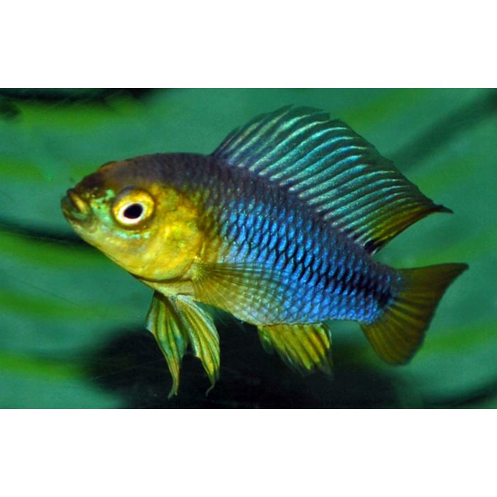 Apistogramma Borelli Dwerg Cichlide Yellow Head