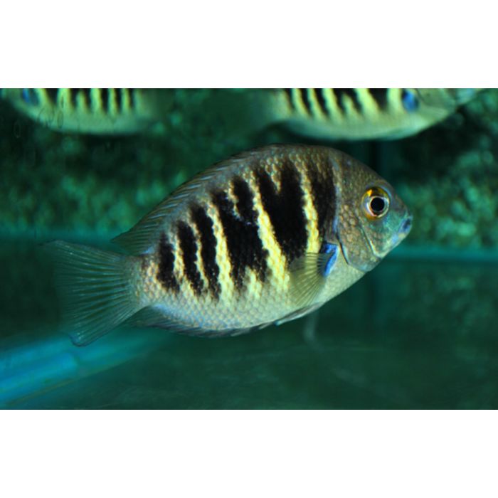 Etroplus Canarensis Parel Cichlide India