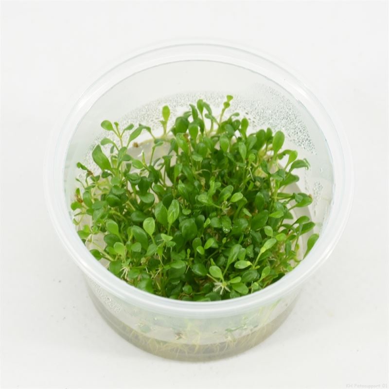 Glossostigma (cup 100cc)