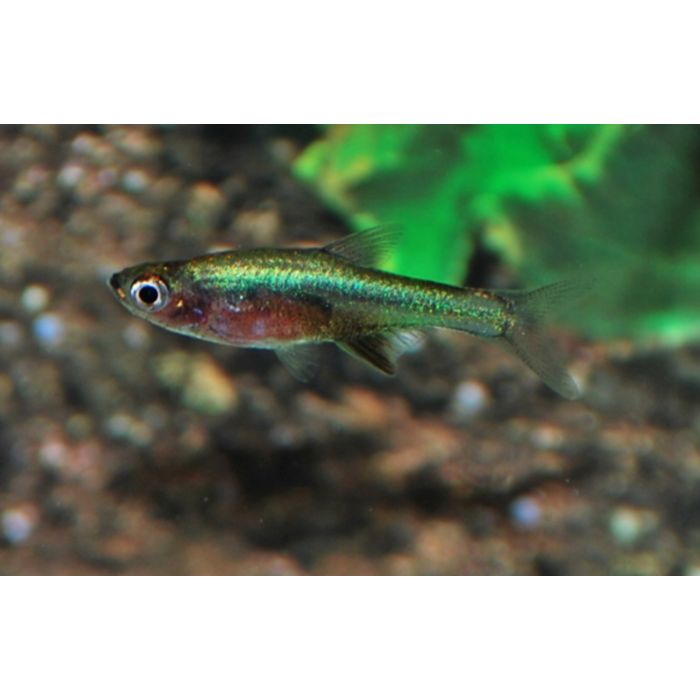 Rasbora Axelrodi
