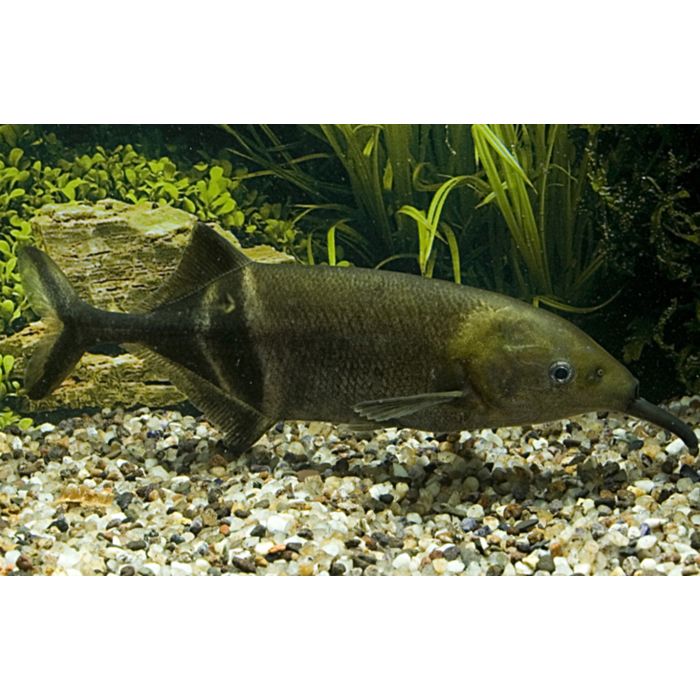 Gnathonemus Petersii / Olifantsvis