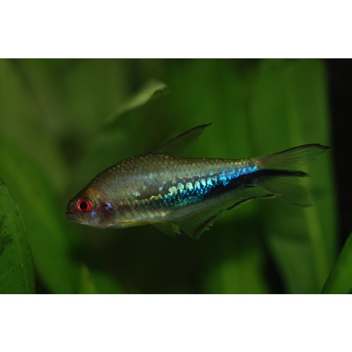 Nematobrycon Lacortei Ampphiloxus Rainbow Tetra