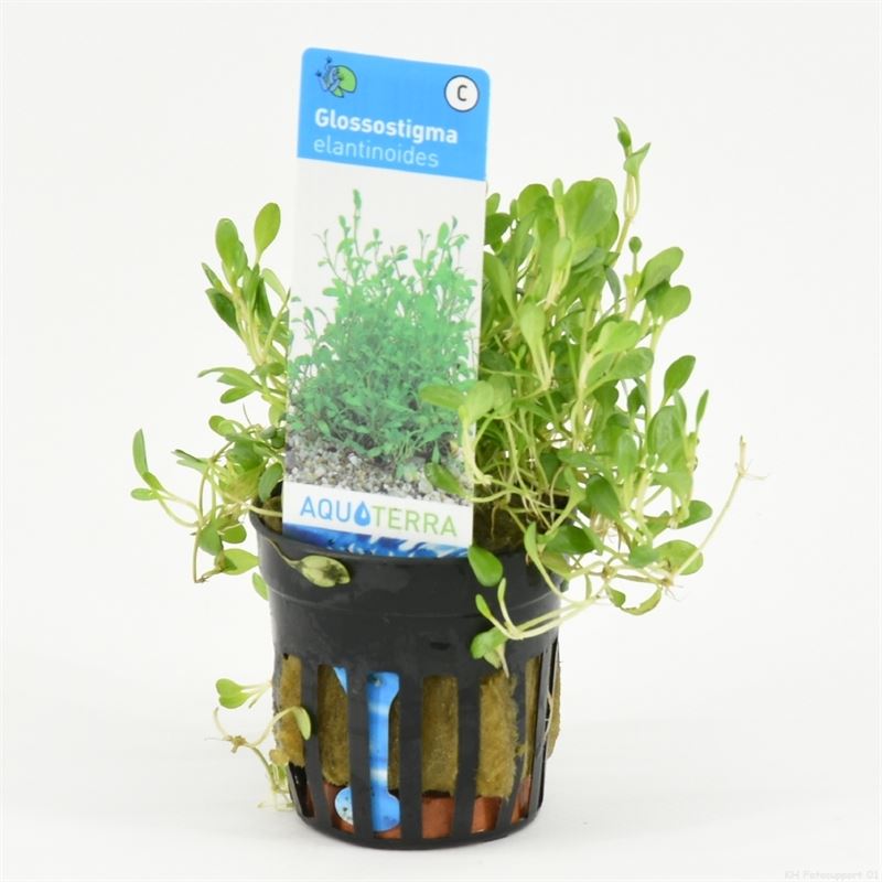 Glossostigma elantinoides