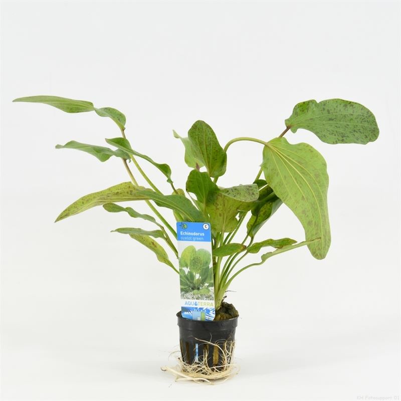 Echinodorus ozelot gr (leopard)