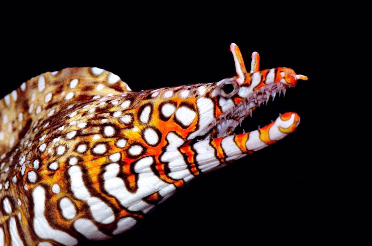 Enchelycore pardalis (Japan) - Japanese Dragon Moray