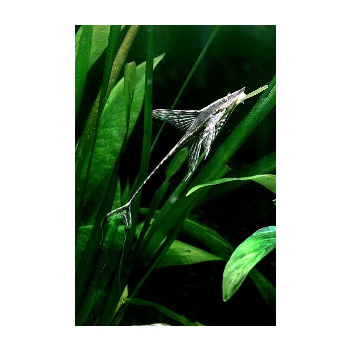 Sturisomatichthys Aureum / Gouden Steurmeerval