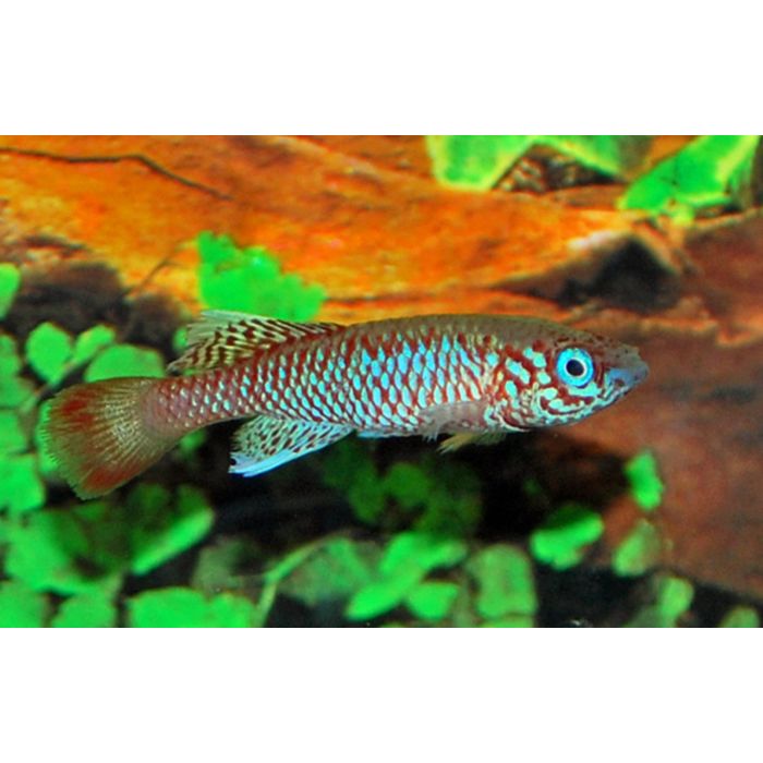 Nothobranchius Kilomberoensis