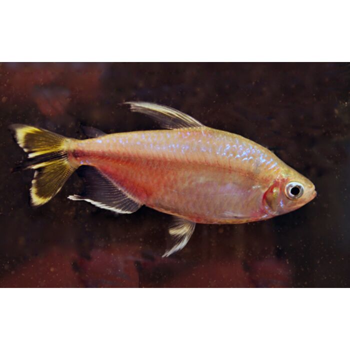 Alestopetersius Caudalis / Gele Kongozalm