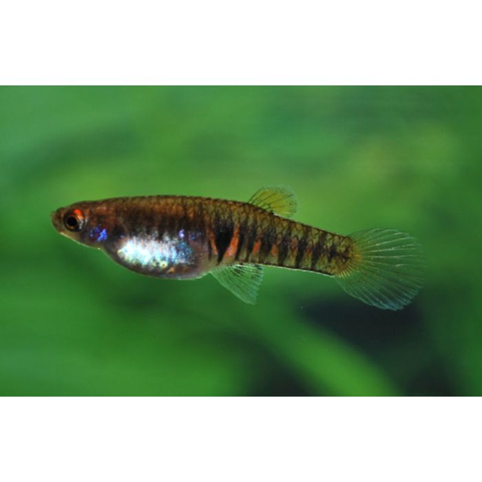 Neoheterandria Elegans / Tandkarper Elegans