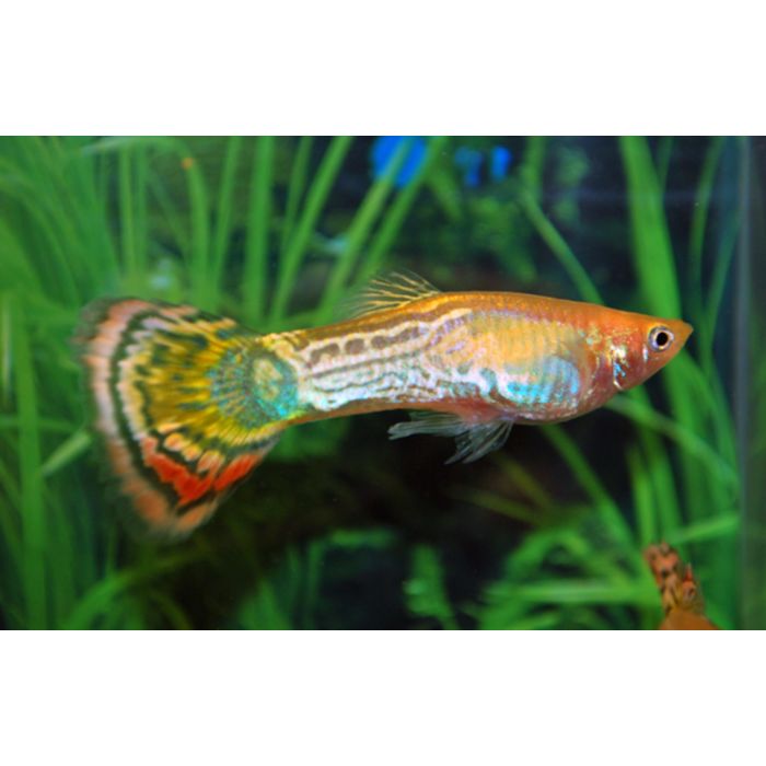 Poecilia Reticulata Snakeskin Pineapple Male M