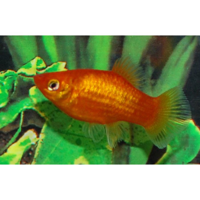 Xiphophorus Maculatus Platy Neon Red