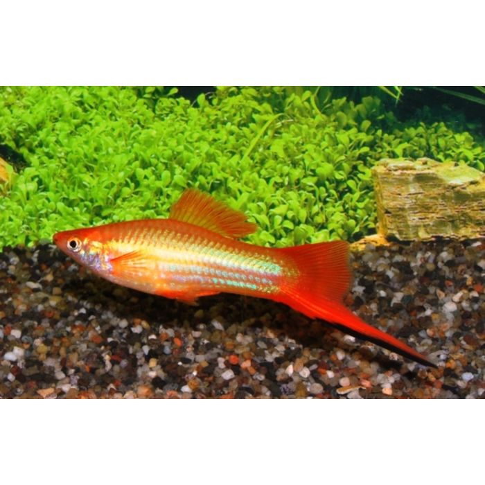 Xiphophorus Helleri Marigold / Zwaarddrager Marigold