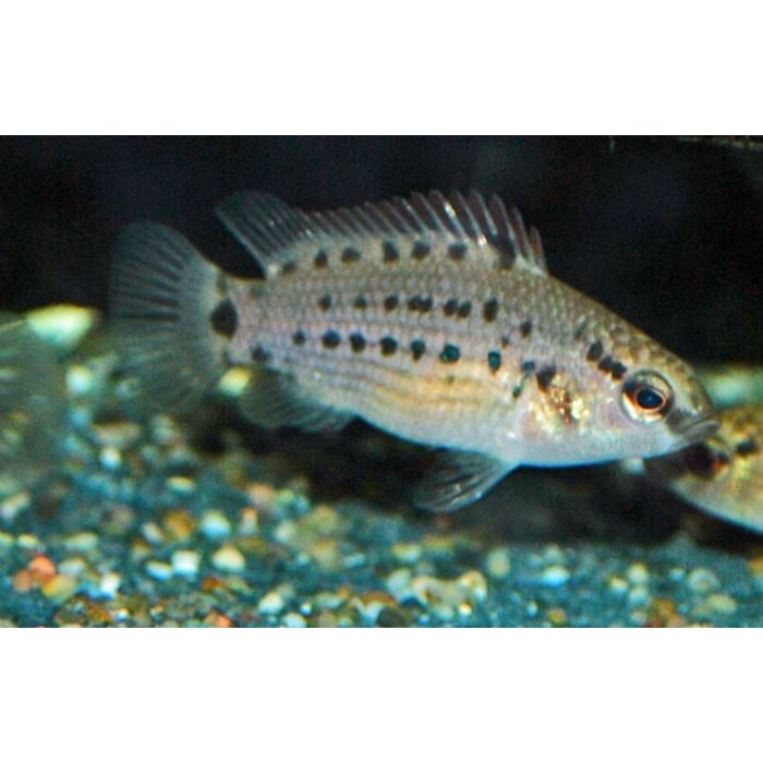 Badis Badis Assamensis / Baarsje Assamensis