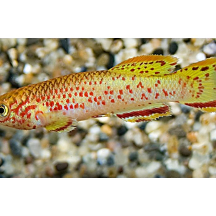 Fundulopanchax Gardneri Gold / Killivis Gardneri Goud