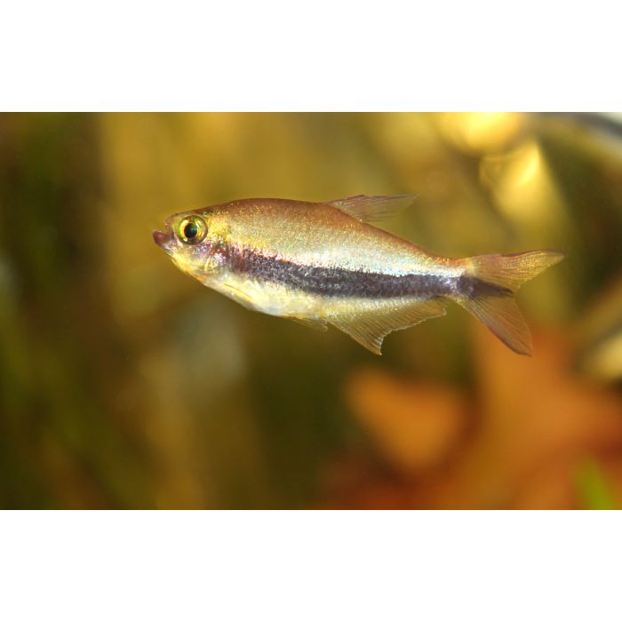 Nematobrycon Palmeri / Kaisersalmler Gold