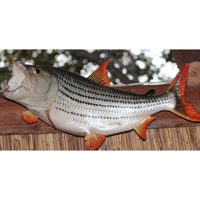 Hydrocynus Vittatus / Afrikaanse Tijgervis