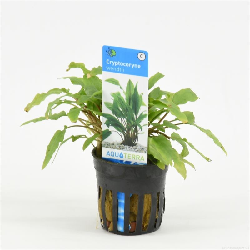 Cryptocoryne wendtii groen