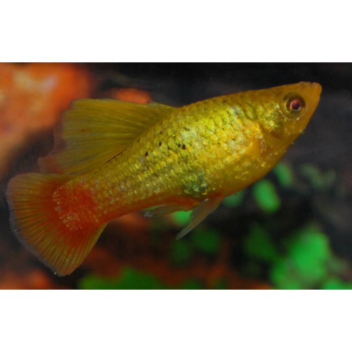 Xiphophorus Maculatus Platy Hoogvin Variatus Groen
