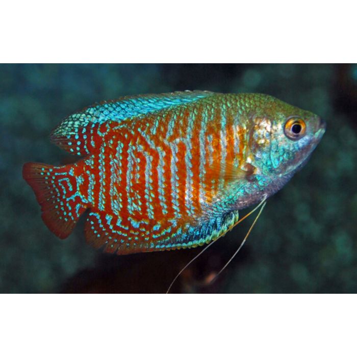 Trichogaster Lalius dwerg goerami