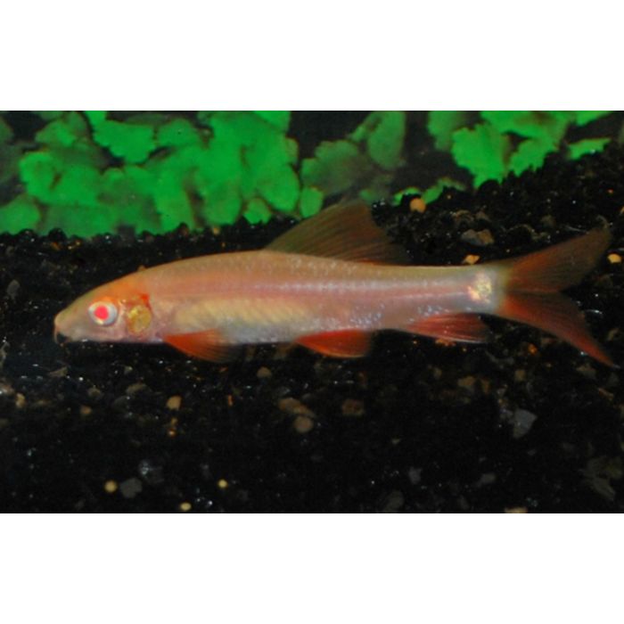 Epalzeorhynchos Frenatus Albino / Regenbooglabeo Albino