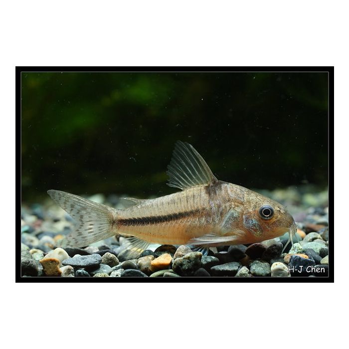 Corydoras Nattereri